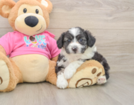 7 week old Aussiechon Puppy For Sale - Seaside Pups