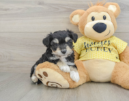 8 week old Aussiechon Puppy For Sale - Seaside Pups