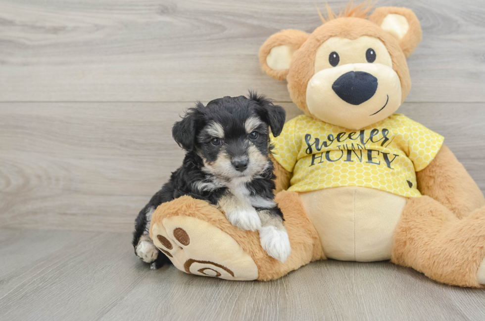 7 week old Aussiechon Puppy For Sale - Seaside Pups
