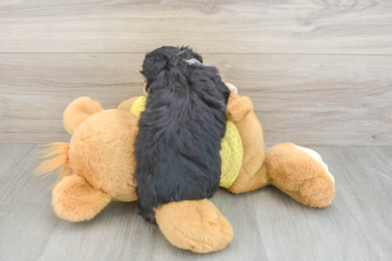 Meet Banks - our Aussiechon Puppy Photo 2/3 - Seaside Pups