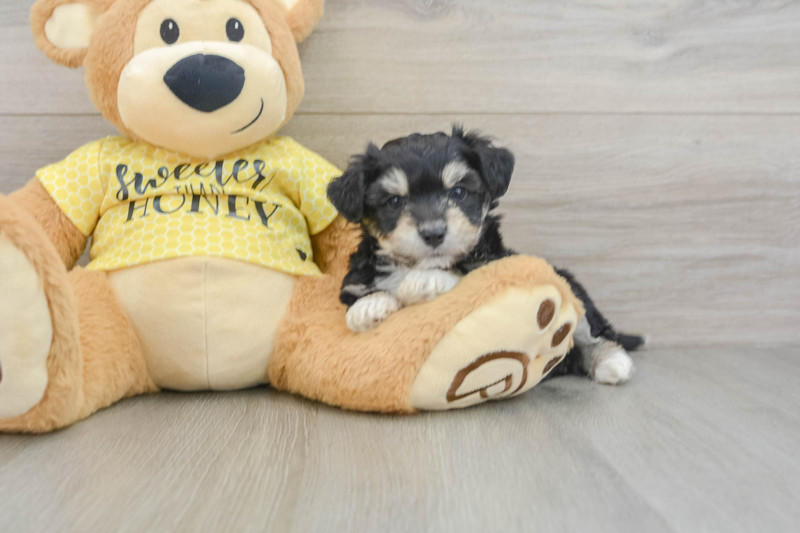 Meet Banks - our Aussiechon Puppy Photo 3/3 - Seaside Pups