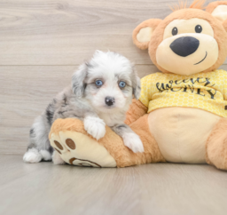6 week old Aussiechon Puppy For Sale - Seaside Pups