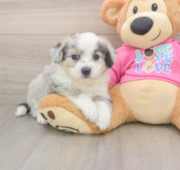7 week old Aussiechon Puppy For Sale - Seaside Pups