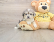 6 week old Aussiechon Puppy For Sale - Seaside Pups