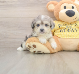 5 week old Aussiechon Puppy For Sale - Seaside Pups