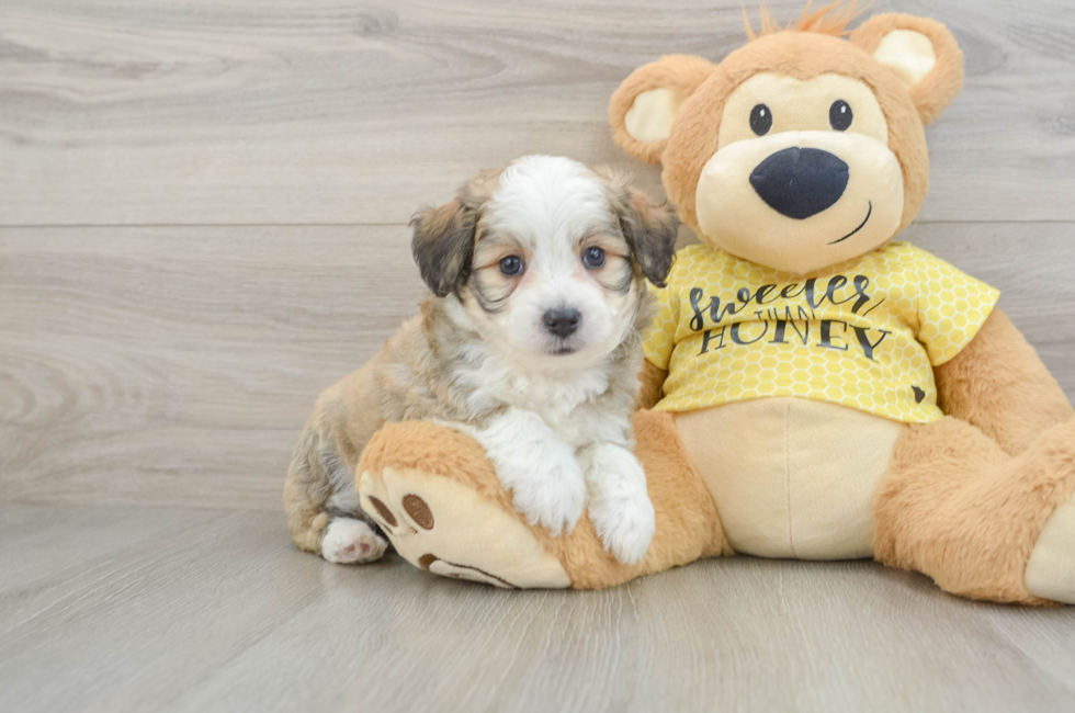 6 week old Aussiechon Puppy For Sale - Seaside Pups