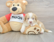 6 week old Aussiechon Puppy For Sale - Seaside Pups