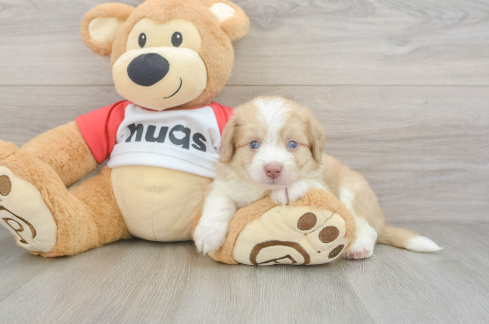 5 week old Aussiechon Puppy For Sale - Seaside Pups