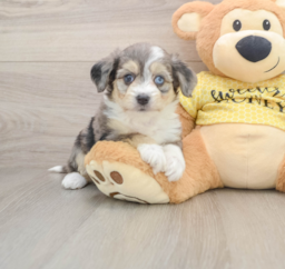 6 week old Aussiechon Puppy For Sale - Seaside Pups