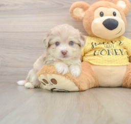 5 week old Aussiechon Puppy For Sale - Seaside Pups