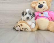 7 week old Aussiechon Puppy For Sale - Seaside Pups