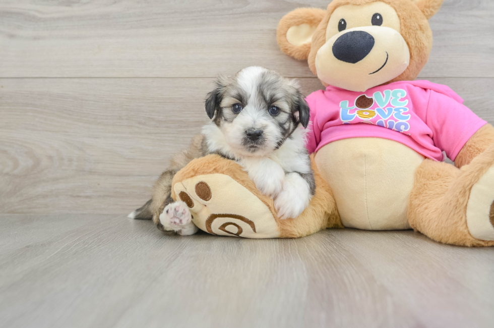 5 week old Aussiechon Puppy For Sale - Seaside Pups