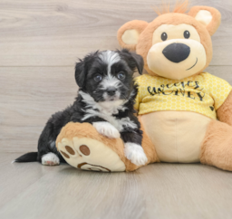 6 week old Aussiechon Puppy For Sale - Seaside Pups