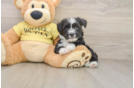 Petite Aussiechon Designer Pup