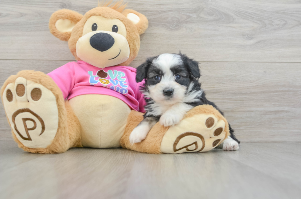 5 week old Aussiechon Puppy For Sale - Seaside Pups