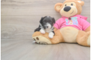 Aussiechon Puppy for Adoption