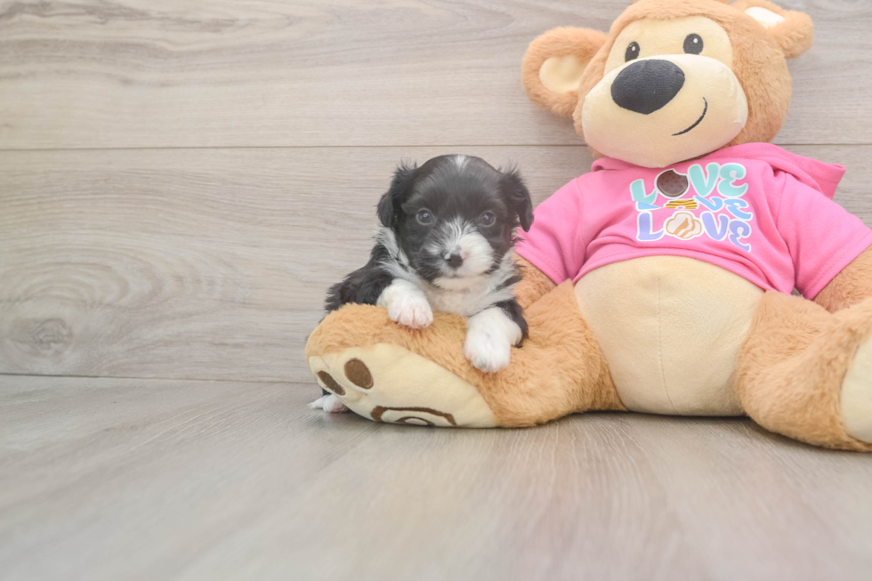 Aussiechon Puppy for Adoption