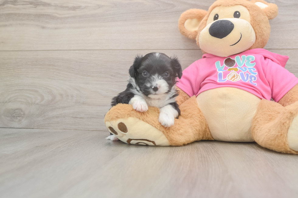 5 week old Aussiechon Puppy For Sale - Seaside Pups