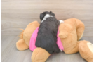 Best Aussiechon Baby