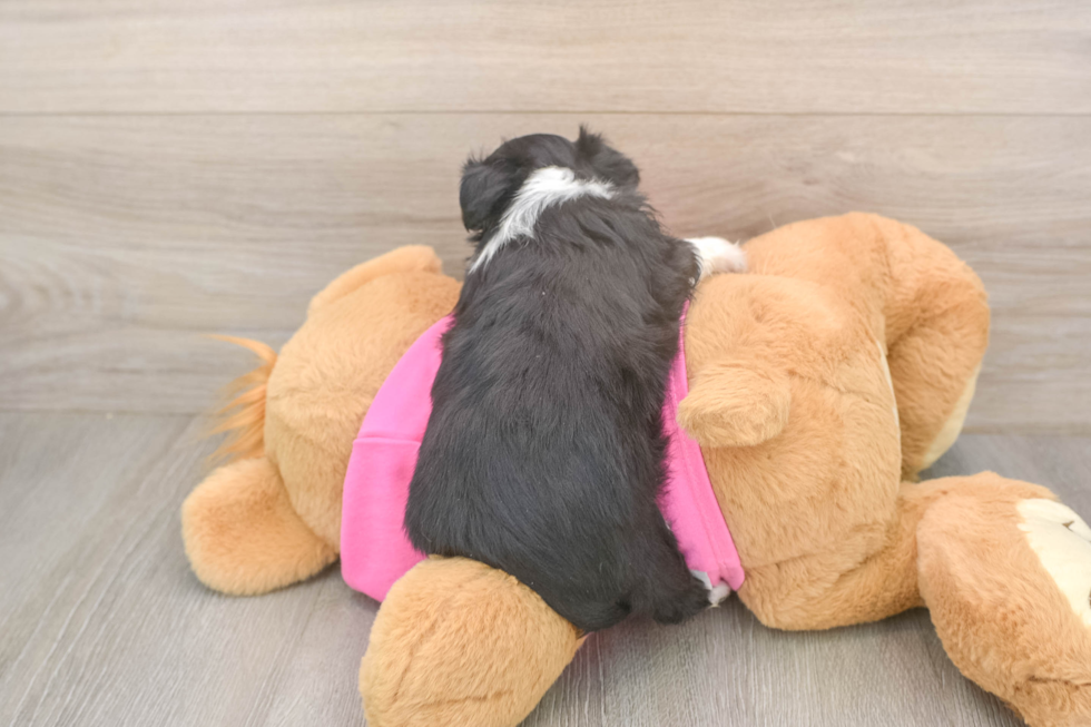 Best Aussiechon Baby