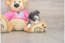 Aussiechon Puppy for Adoption