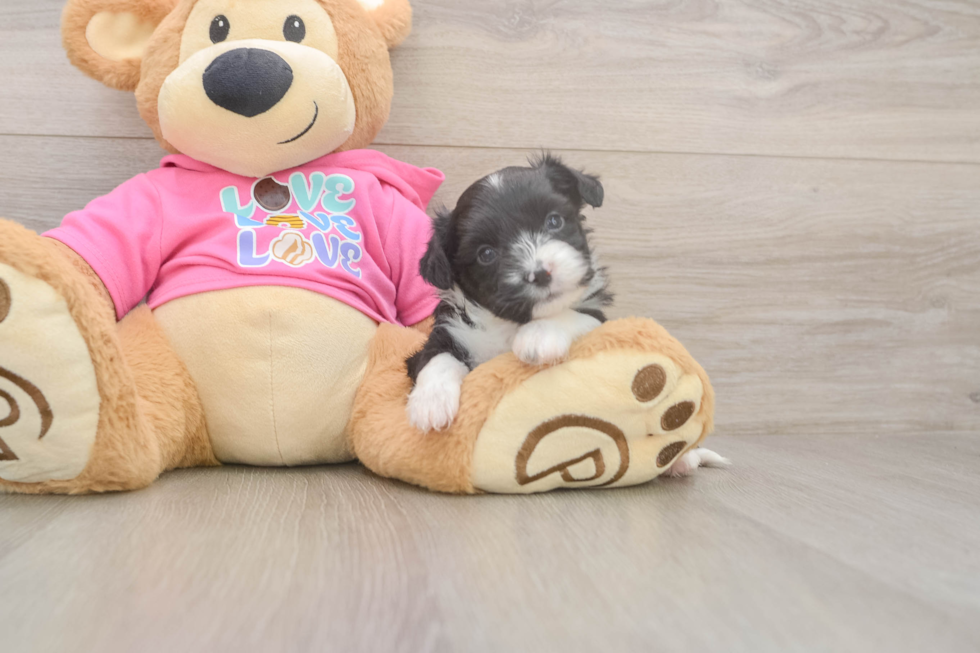 Aussiechon Puppy for Adoption