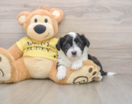 6 week old Aussiechon Puppy For Sale - Seaside Pups