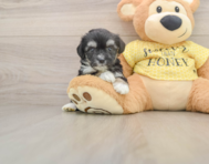 6 week old Aussiechon Puppy For Sale - Seaside Pups