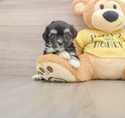 6 week old Aussiechon Puppy For Sale - Seaside Pups
