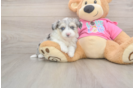 Aussiechon Pup Being Cute