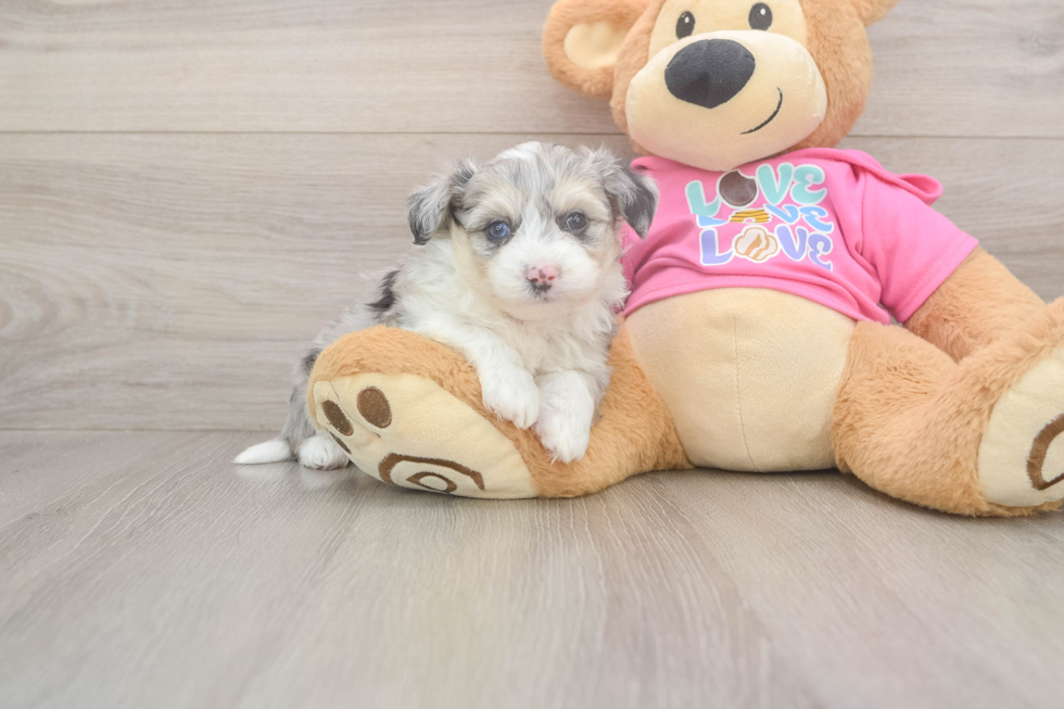 Aussiechon Pup Being Cute