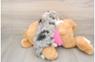 Best Aussiechon Baby