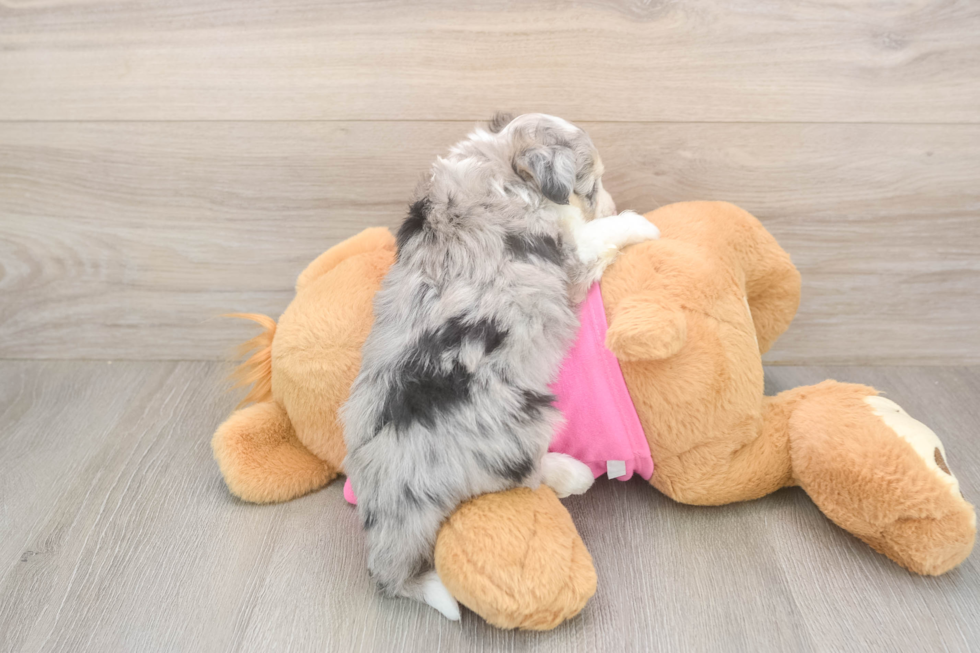 Best Aussiechon Baby