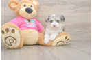 Aussiechon Pup Being Cute
