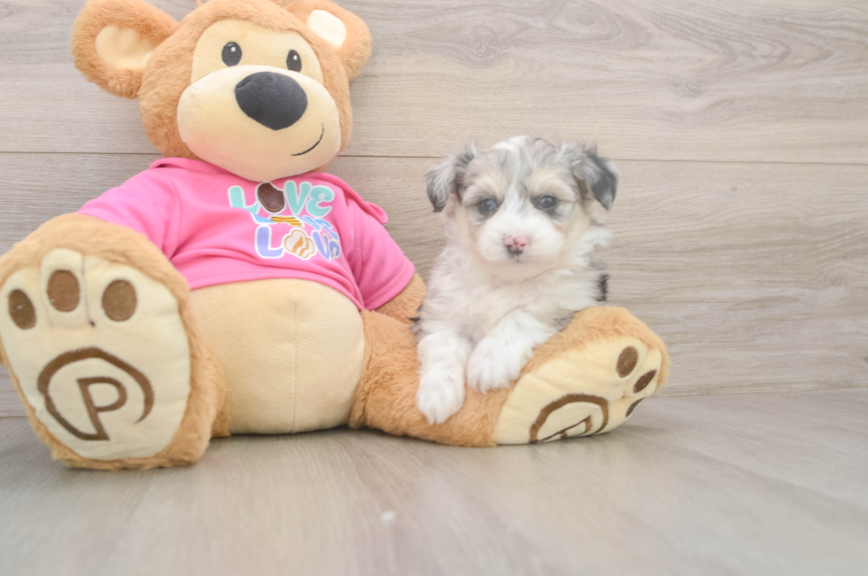 5 week old Aussiechon Puppy For Sale - Seaside Pups