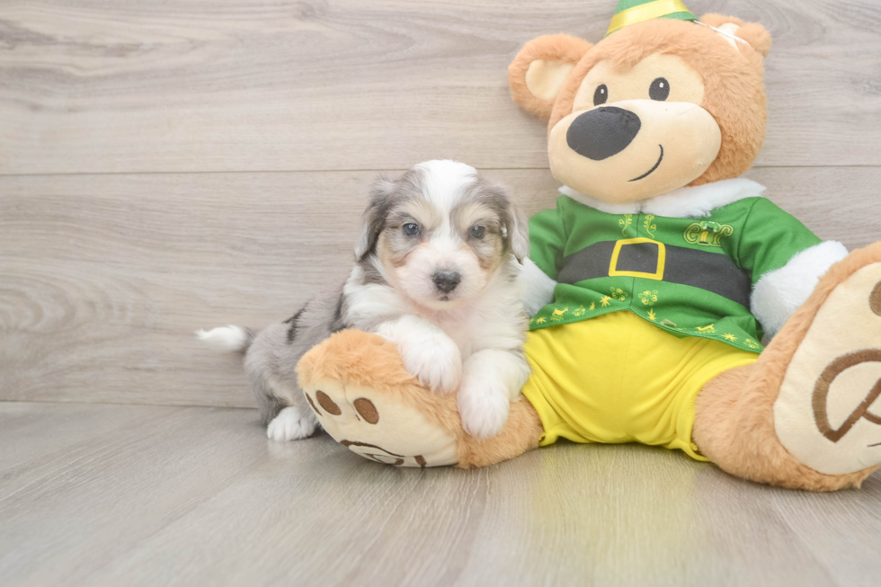 Aussiechon Puppy for Adoption