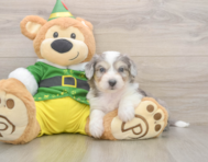6 week old Aussiechon Puppy For Sale - Seaside Pups