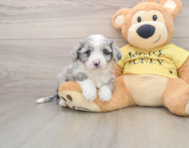 5 week old Aussiechon Puppy For Sale - Seaside Pups