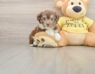6 week old Aussiechon Puppy For Sale - Seaside Pups