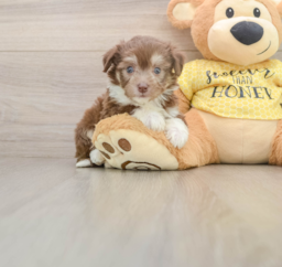 6 week old Aussiechon Puppy For Sale - Seaside Pups