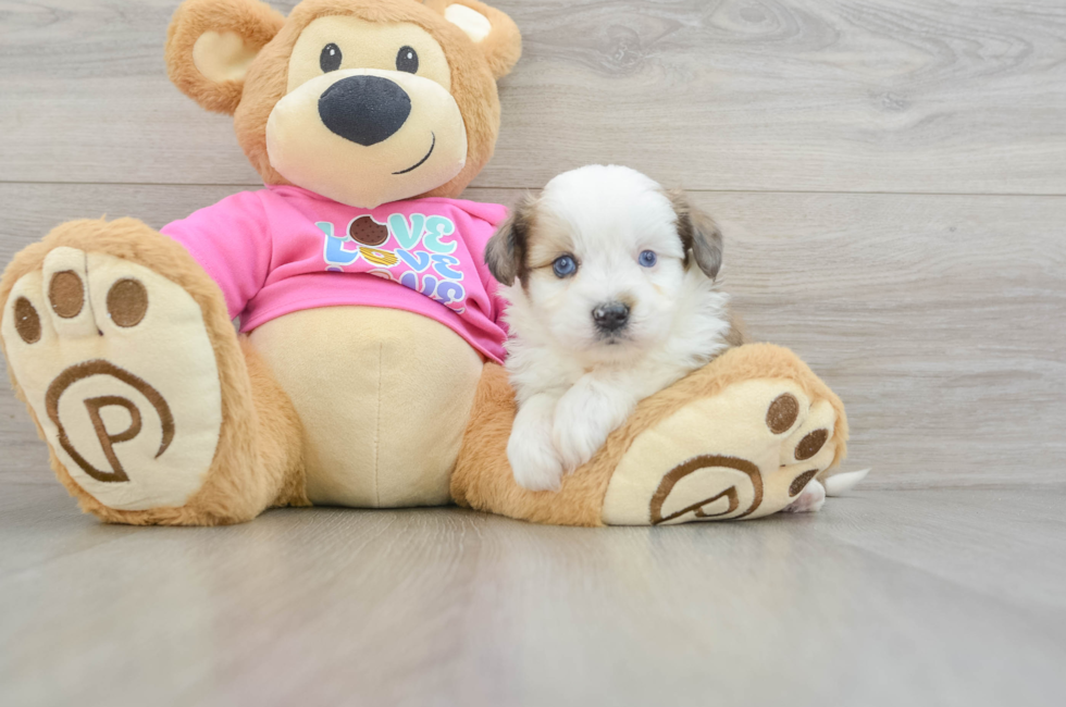 5 week old Aussiechon Puppy For Sale - Seaside Pups