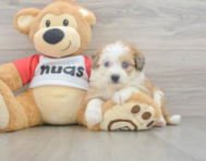 6 week old Aussiechon Puppy For Sale - Seaside Pups