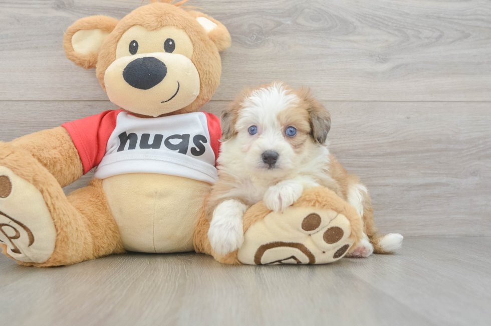 5 week old Aussiechon Puppy For Sale - Seaside Pups