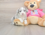6 week old Aussiechon Puppy For Sale - Seaside Pups