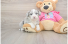 Aussiechon Pup Being Cute