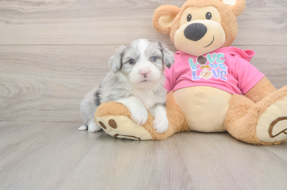 5 week old Aussiechon Puppy For Sale - Seaside Pups