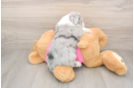 Fluffy Aussiechon Designer Pup