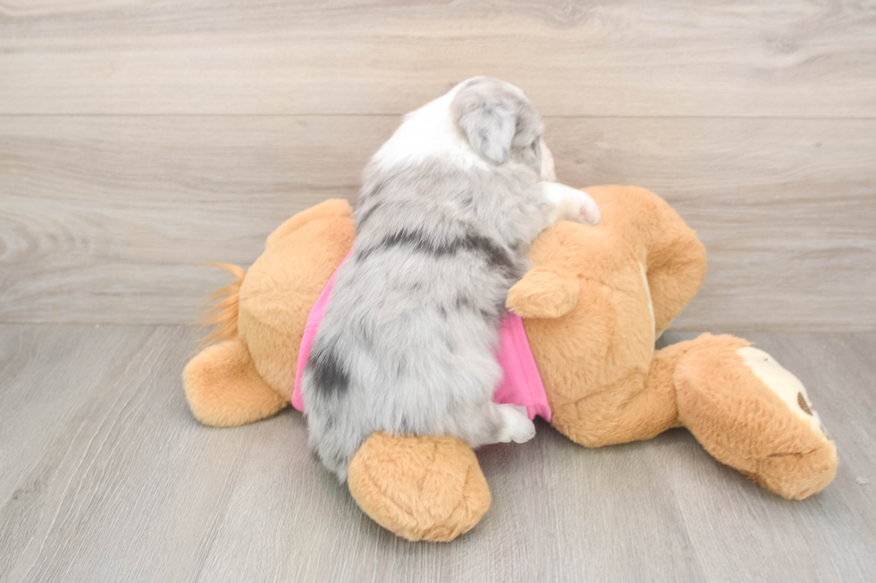 Fluffy Aussiechon Designer Pup