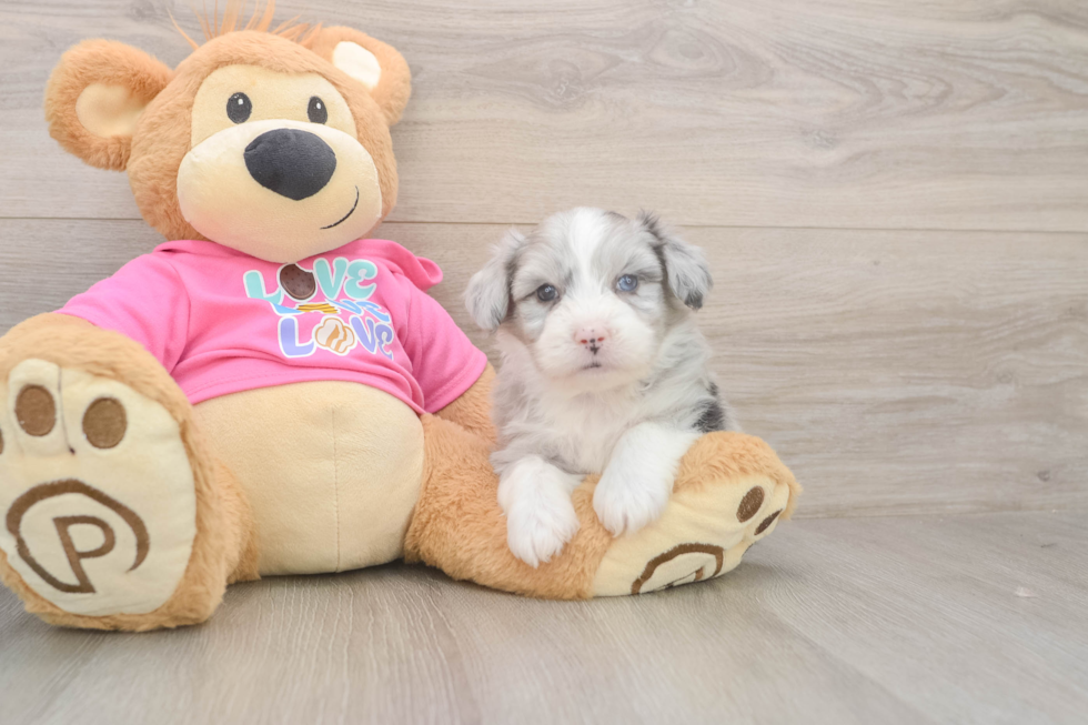 Best Aussiechon Baby