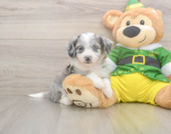 6 week old Aussiechon Puppy For Sale - Seaside Pups